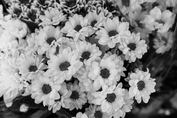 Flores como um fundo em preto e branco — Fotografia de Stock