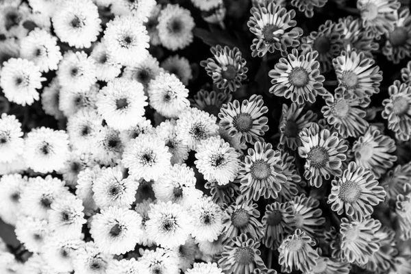 Fleurs comme fond en noir et blanc — Photo