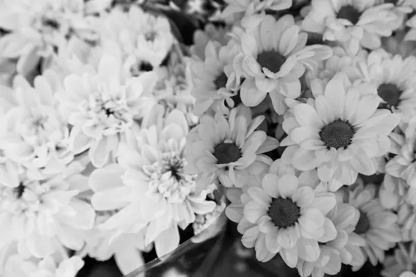 Monocromático de grupo de flor — Fotografia de Stock
