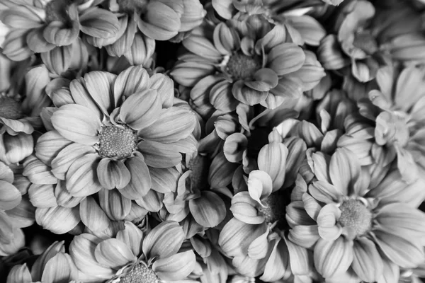 Flores como um fundo em preto e branco — Fotografia de Stock