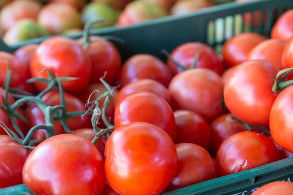 Pomodori — Foto Stock