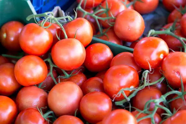 Mucchio di pomodori — Foto Stock