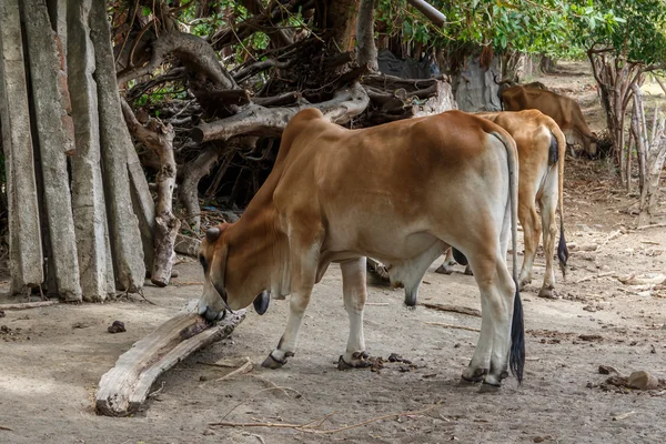 Vacca bruna domestica — Foto Stock