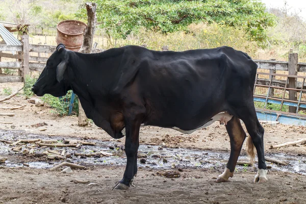 Domestic black cow — Stock Photo, Image