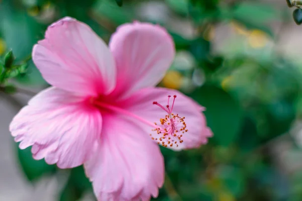Rózsaszín trópusi virág — Stock Fotó