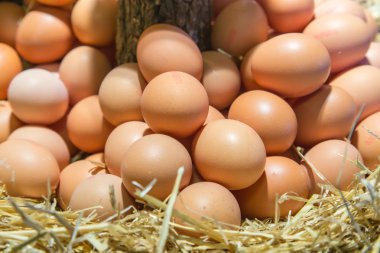 yumurta ayrıntılı