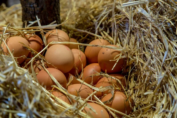 Яйця в деталях з соломою — стокове фото