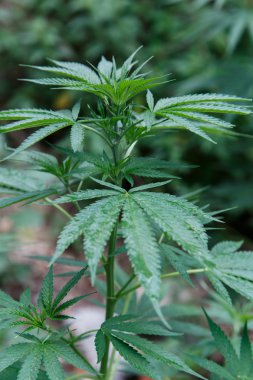 Marijuana bitkisi açık havada