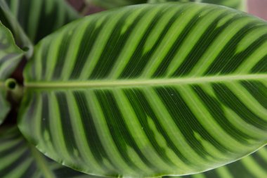 Doku arkaplanını terk eder