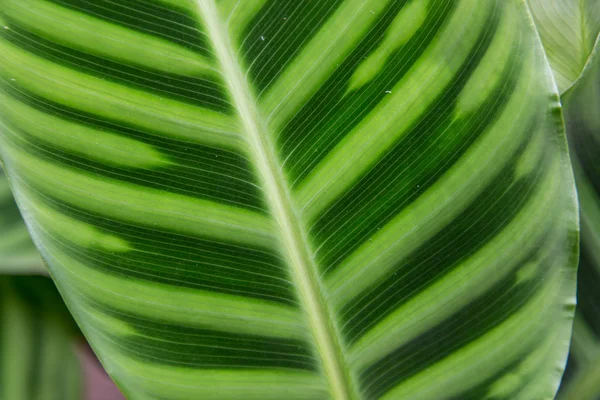 Leaf textur bakgrund — Stockfoto
