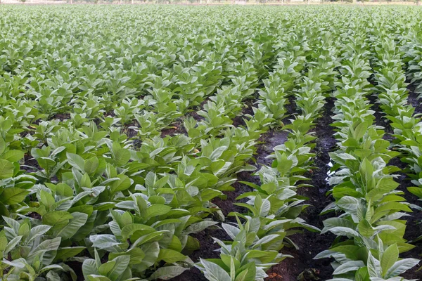 Tabak veld in Nicaragua — Stockfoto