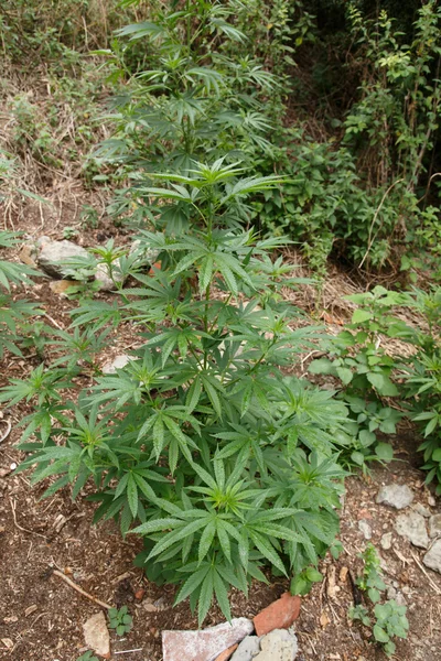 Rośliny marihuany w szczegółach — Zdjęcie stockowe
