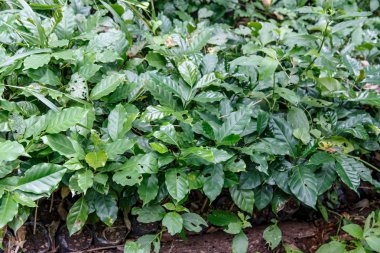 bir plantasyon bitkilerden kahve