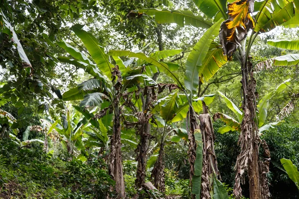 Plátanos de una plantación — Foto de Stock