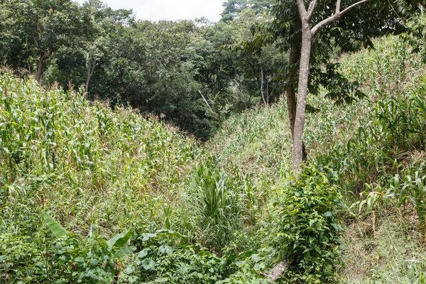 Piantagione di mais in Nicaragua — Foto Stock