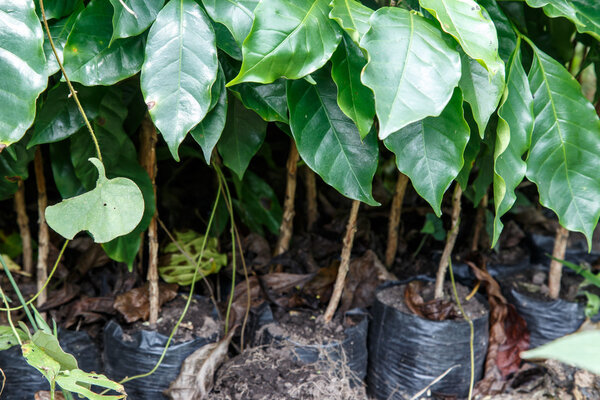 coffe plants from a plantation
