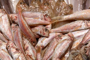 arka plan olarak taze balık