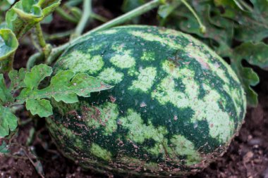 bir meyve bahçesi üzerinden Akdeniz karpuz