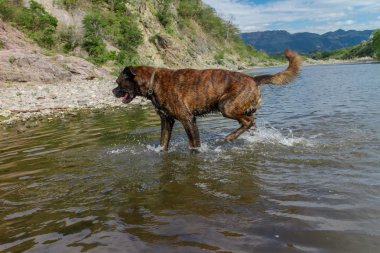 Nehirdeki köpek