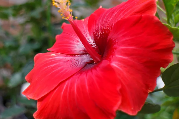 Große rote tropische Blume — Stockfoto