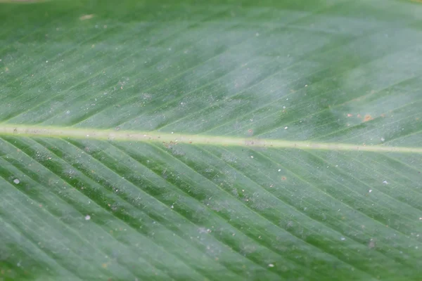 Textura foliar como fundo — Fotografia de Stock