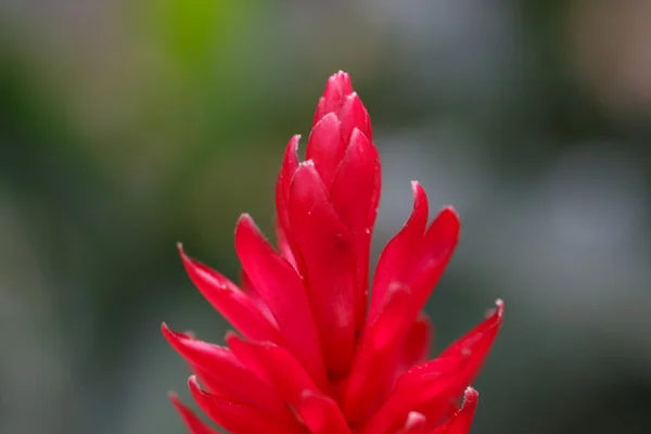 Tropical red flower — Stock Photo, Image