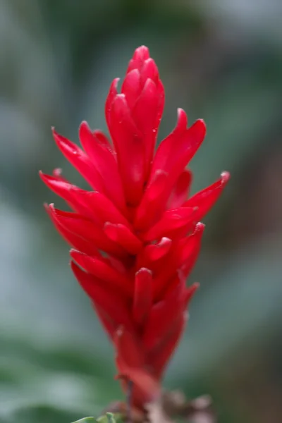 Tropical red flower — Stock Photo, Image