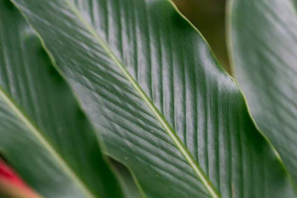 Textura de hoja verde —  Fotos de Stock