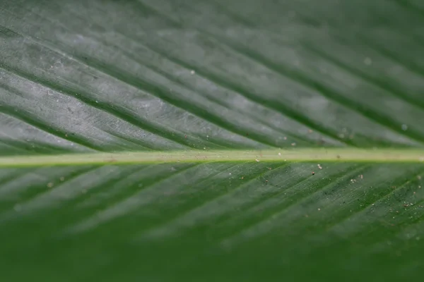 Groene blad textuur — Stockfoto