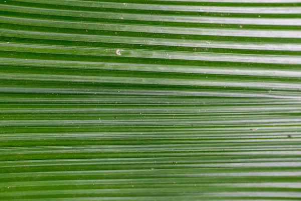 Hoja verde como fondo —  Fotos de Stock