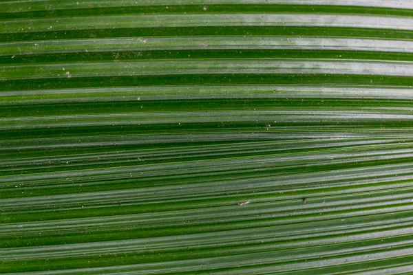 Hoja verde como fondo —  Fotos de Stock