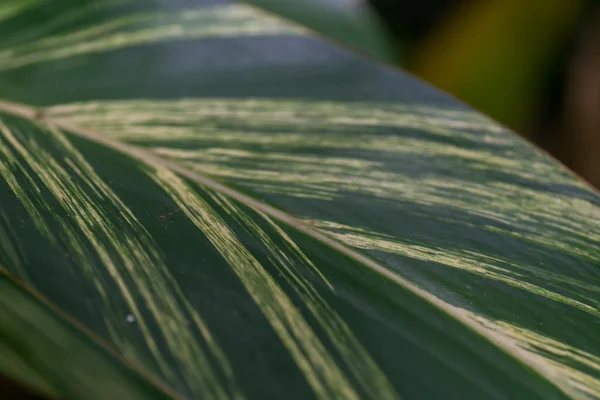 Textura de la hoja en detalle —  Fotos de Stock