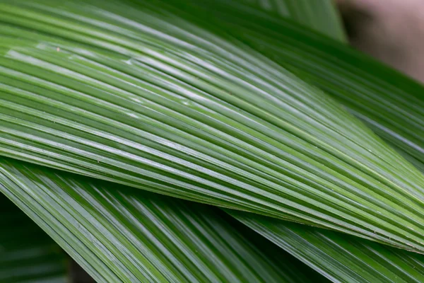 Folhas verdes grandes — Fotografia de Stock