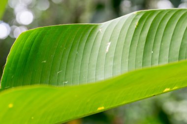 muz yaprak ayrıntılı