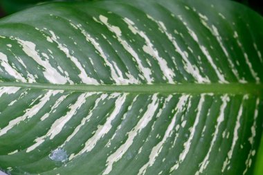 ayrıntılı olarak yaprak