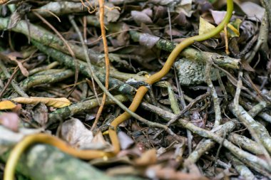 kökleri ayrıntılı