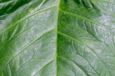 arka plan olarak yaprak yeşil