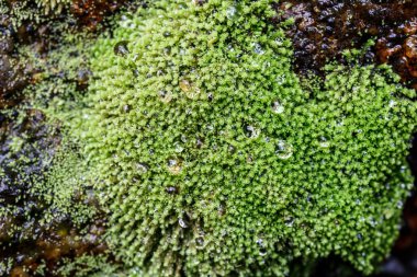 Yeşil yosun dokusu