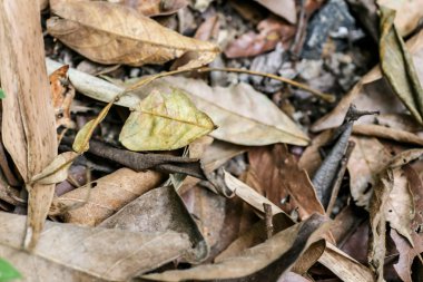 Dru yapraklar gibi bir arka plan