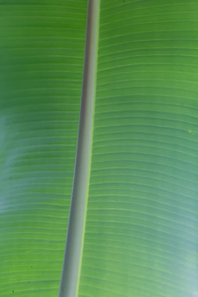 バナナの葉の背景として — ストック写真
