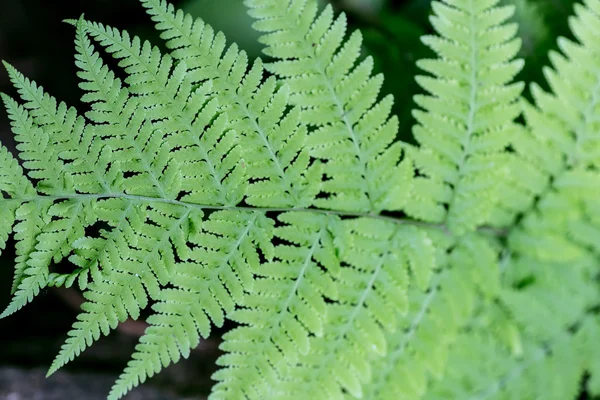 Leaf of fern in detail — Stock Photo, Image