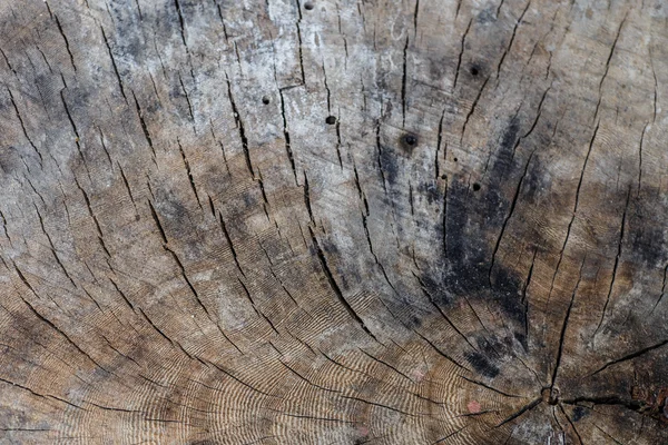 Tree wood pattern — Stock Photo, Image