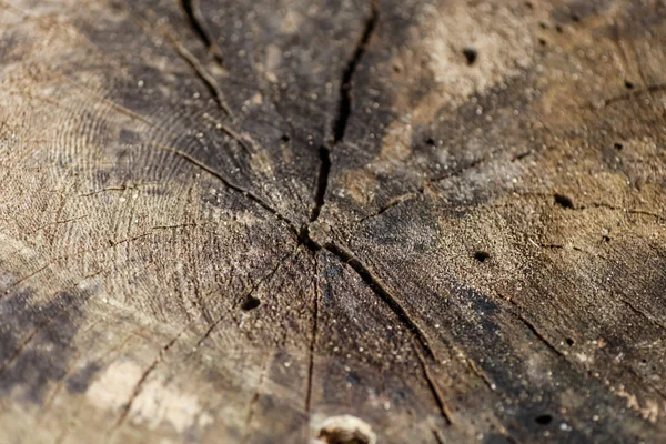 Wood texture in detail — Stock Photo, Image