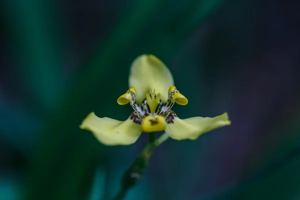 Orquídea amarela em detalhe — Fotografia de Stock