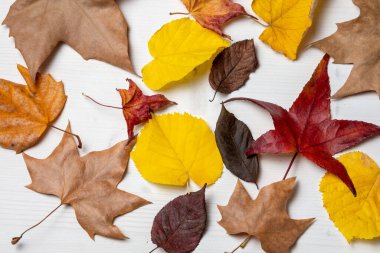 Güz ağacı yapraklarının üst görüntüsü, kahverengi, kırmızı ve sarı, beyaz ahşap, yatay