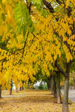 Madrid, İspanya 'da sonbahar sarısı ve yeşil yapraklı ağaçlara yakın çekim.