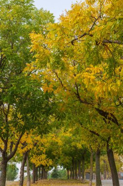 Madrid, İspanya 'da dikey olarak sarı ve yeşil sonbahar ağaçlarıyla çevrili yol manzarası