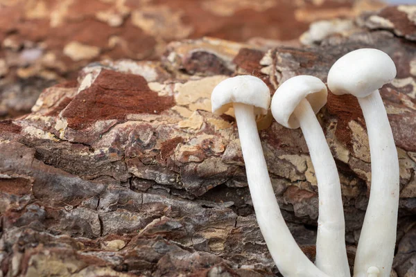 Nahaufnahme Von Drei Weißen Shimeji Pilzen Auf Baumrinde Selektiver Fokus — Stockfoto