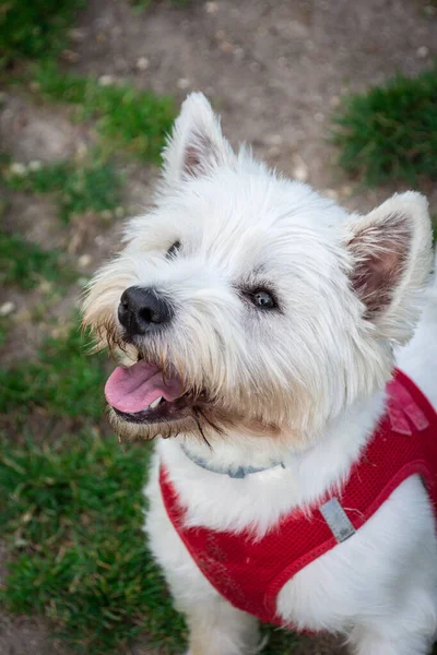 Widok Góry Biały Pies Terrier Otwartymi Ustami Profilu Siedzi Trawie — Zdjęcie stockowe
