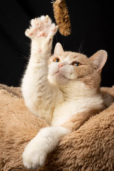 Close Cream White British Shorthair Cat Playing Toy Mouse Paw — Stock Photo, Image